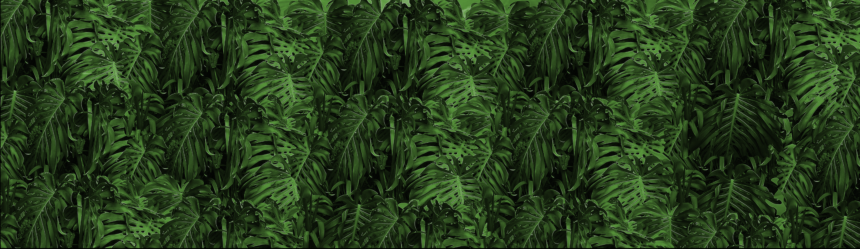 Wallpaper - Jungle Vibe - Green