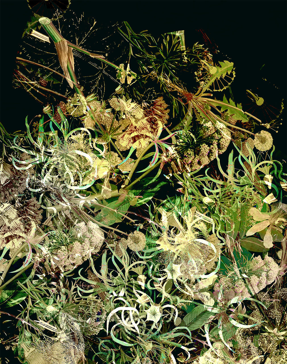 Wallpaper - Floral Explosion