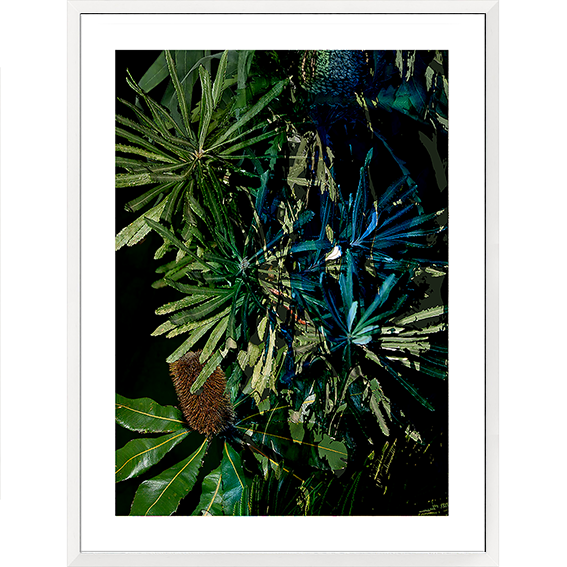 Framed Art Print - Nature Study - Banksia