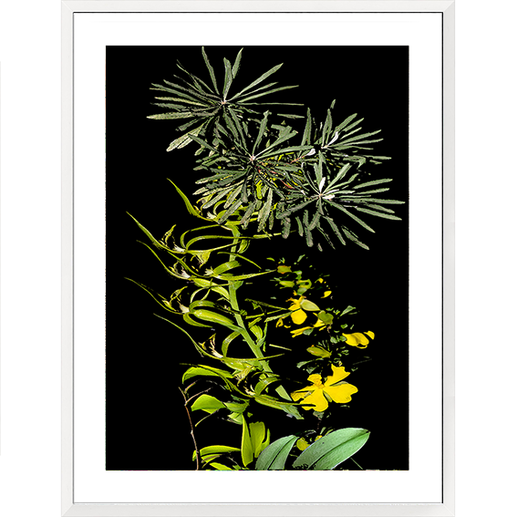 Framed Art Print - Nature Study - Yellow Orchids