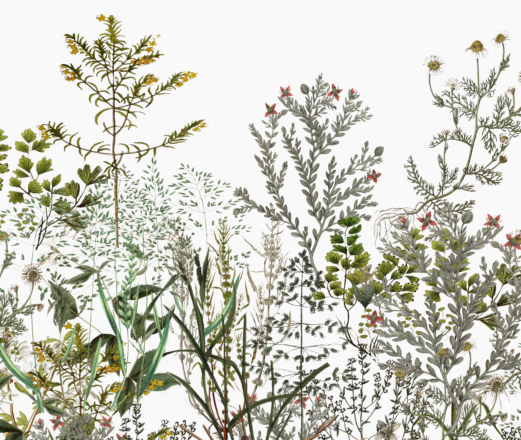 Wallpaper - Wild Botanica