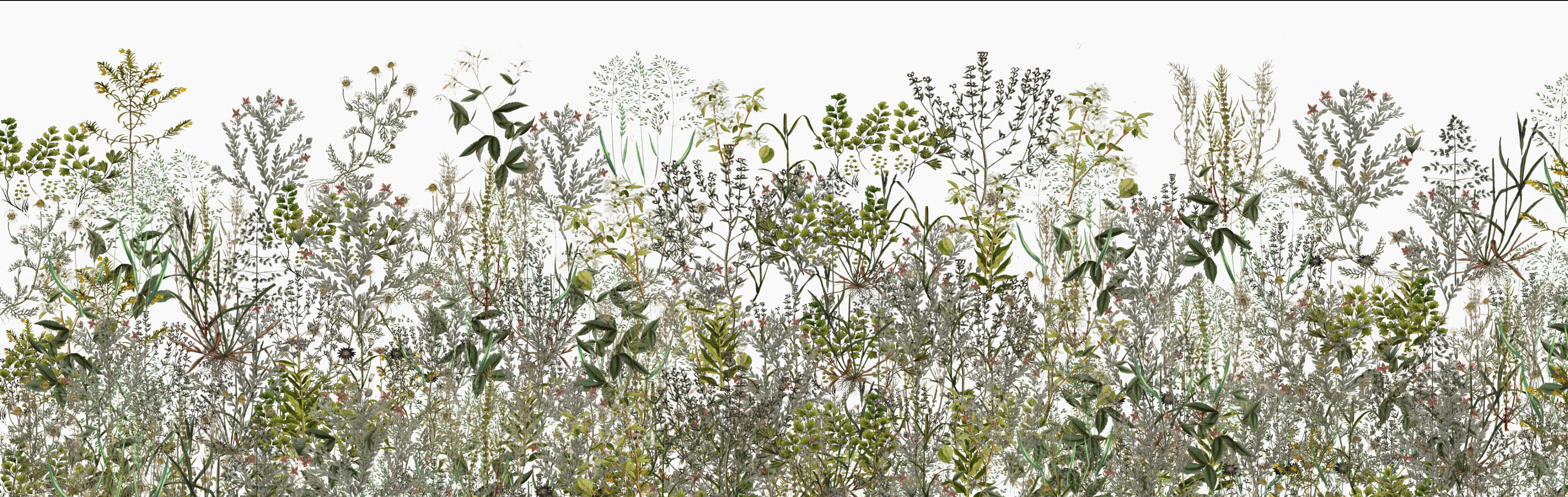 Wallpaper - Wild Botanica